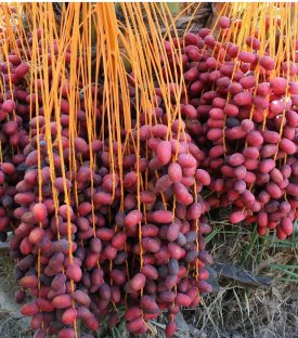 Mazafati Hurma Ve Kuru Meyveler